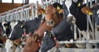rules-for-prevention-of-animal-cruelty-regulation-of-livestock-market