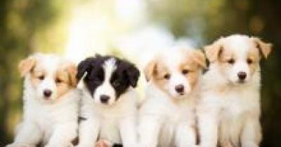 Rules-for-breeding-and-selling-of-dogs