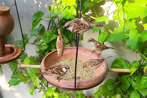 birds-food-facility-in-society