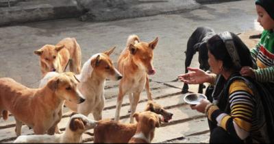 child feeding stray dogs