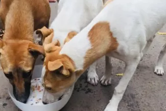 feed to stray dogs