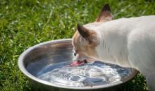 dehydrated-animals-in-summer