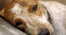 animals-suffer-with-fever